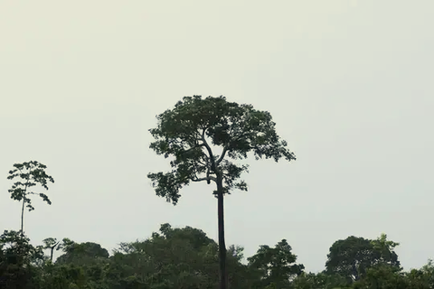 A very tall tree