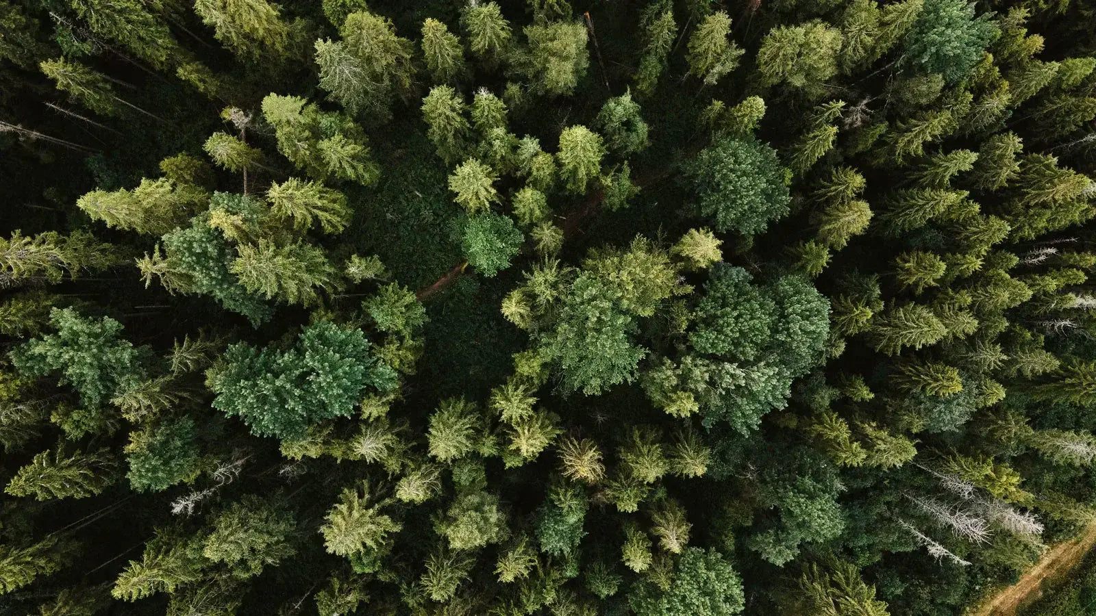 Top down view of a forest